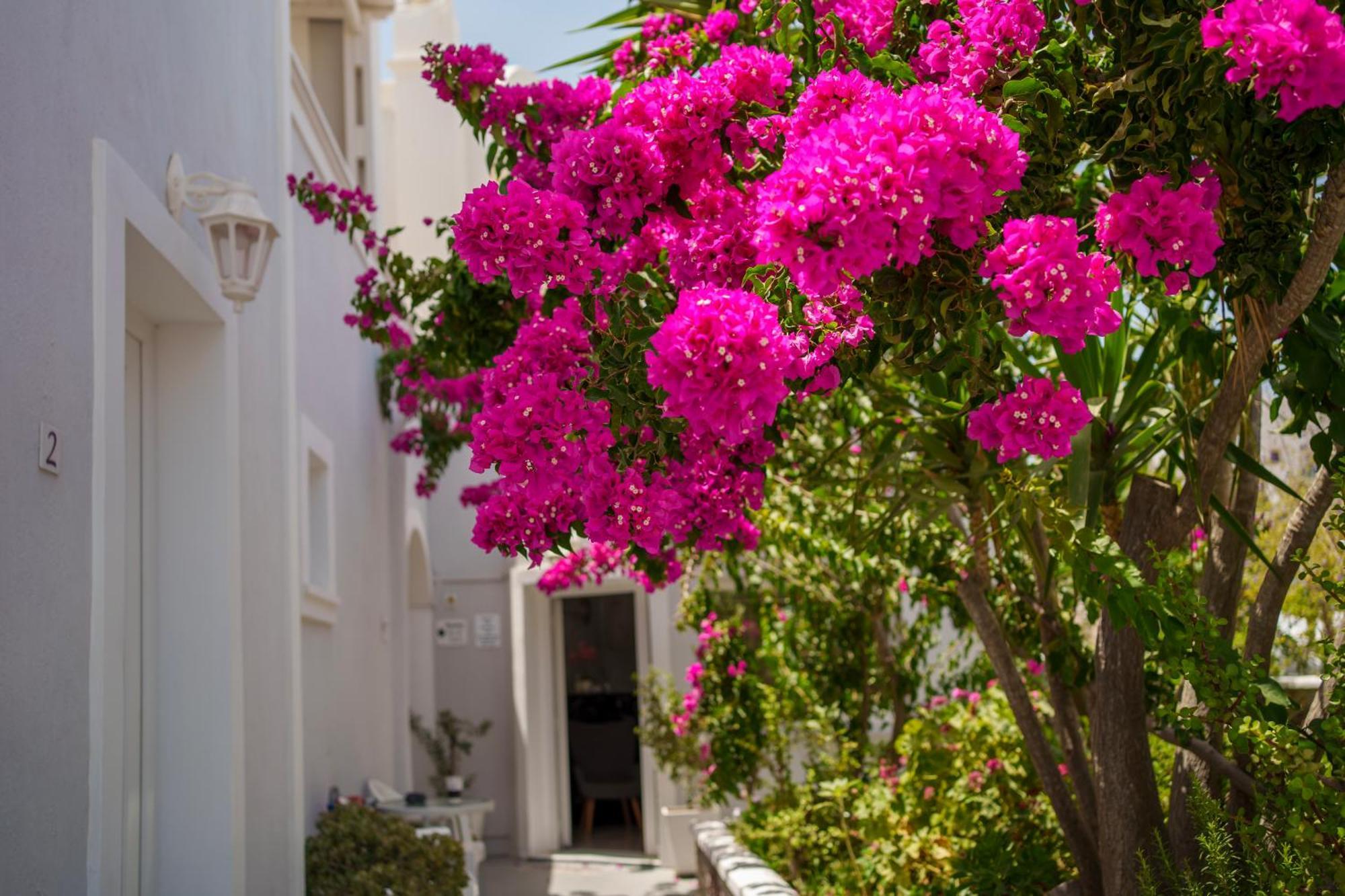 Wisteria Apartments Картерадос Экстерьер фото